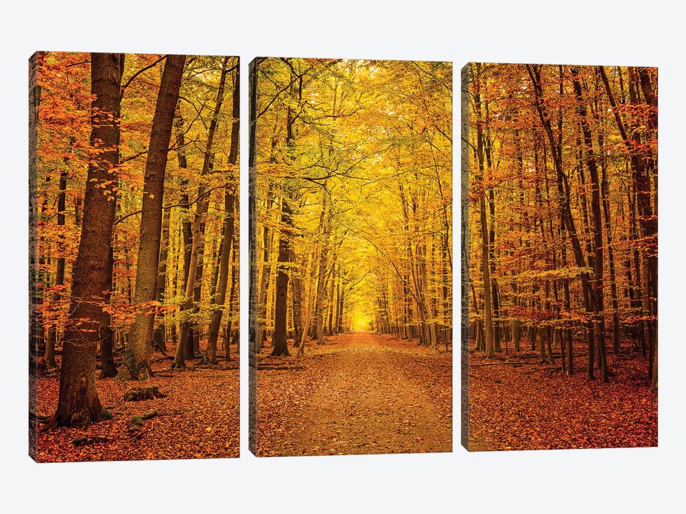 Pathway In The Autumn Forest by Paul Rommer 3-piece Canvas Artwork