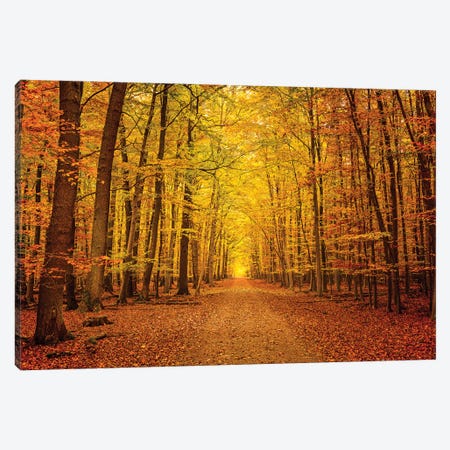 Pathway In The Autumn Forest Canvas Print #PUR5653} by Paul Rommer Canvas Art