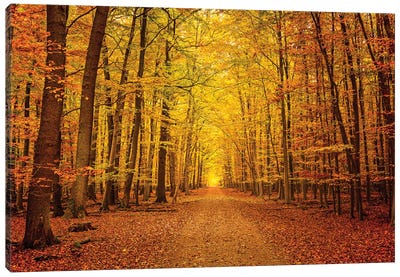 Pathway In The Autumn Forest Canvas Art Print - Paul Rommer