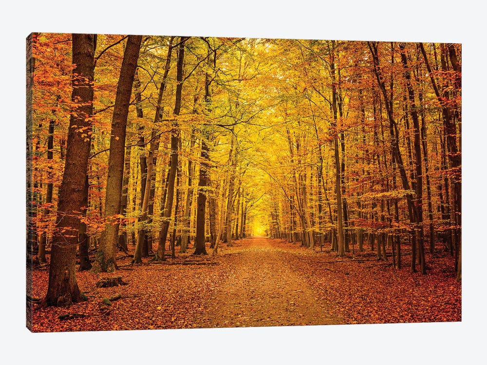Pathway In The Autumn Forest by Paul Rommer 1-piece Canvas Artwork