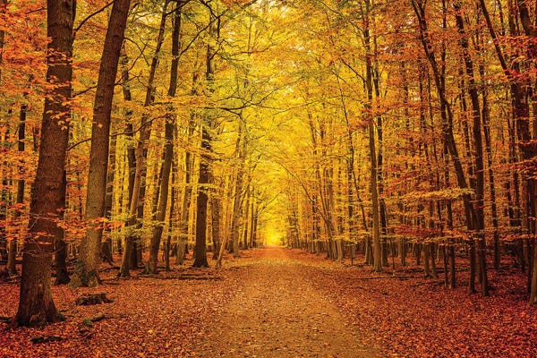 Paul Rommer: Pathway In The Autumn Forest by Paul Rommer
