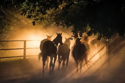 Herd Of Horses by Paul Rommer canvas print