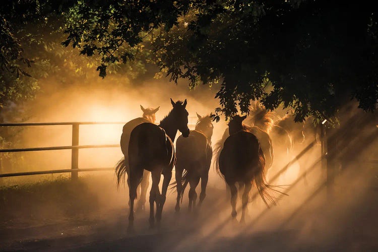 Herd Of Horses