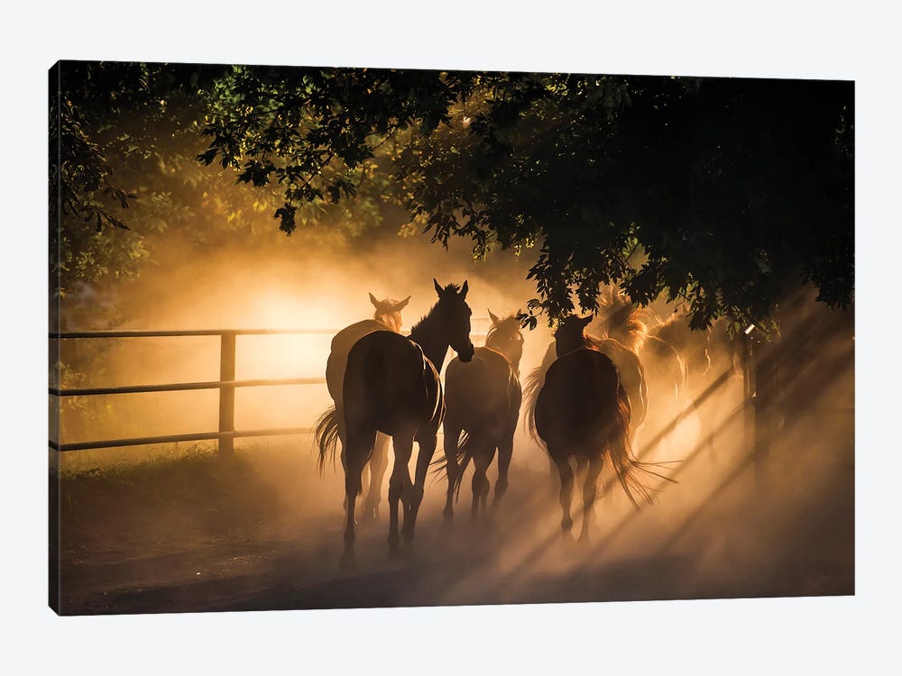 Herd Of Horses by Paul Rommer 1-piece Canvas Art