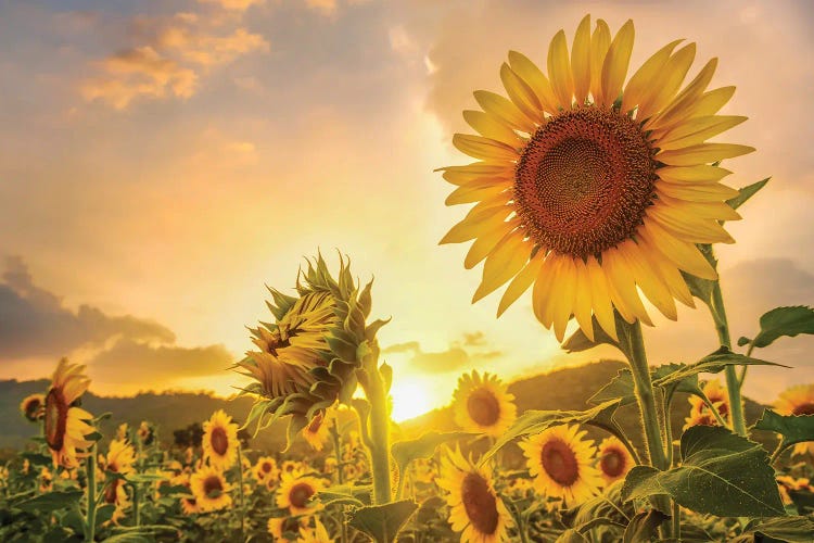 Sunflowers At Sunset