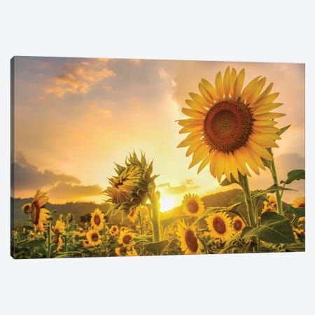 Sunflowers At Sunset Canvas Print #PUR5662} by Paul Rommer Canvas Art Print
