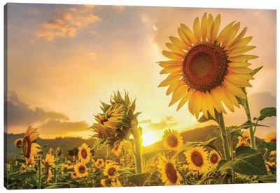 Sunflowers At Sunset Canvas Art Print - Sunflower Art