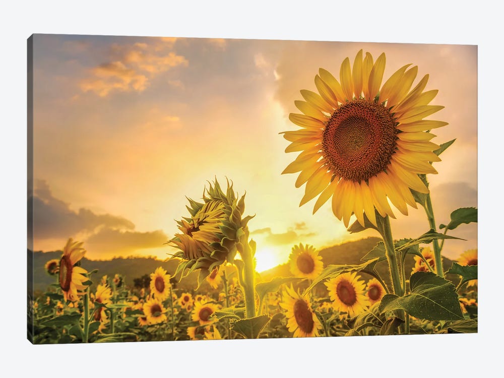 Sunflowers At Sunset by Paul Rommer 1-piece Canvas Artwork