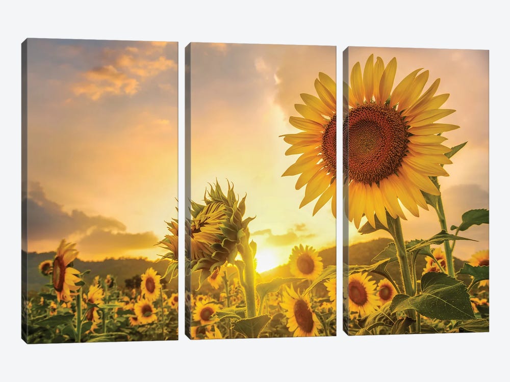 Sunflowers At Sunset by Paul Rommer 3-piece Canvas Art