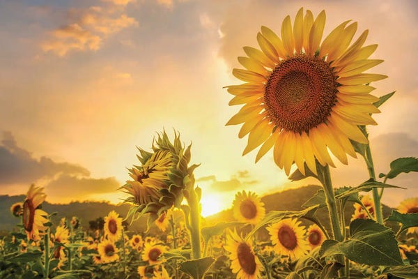 Paul Rommer: Sunflowers At Sunset by Paul Rommer