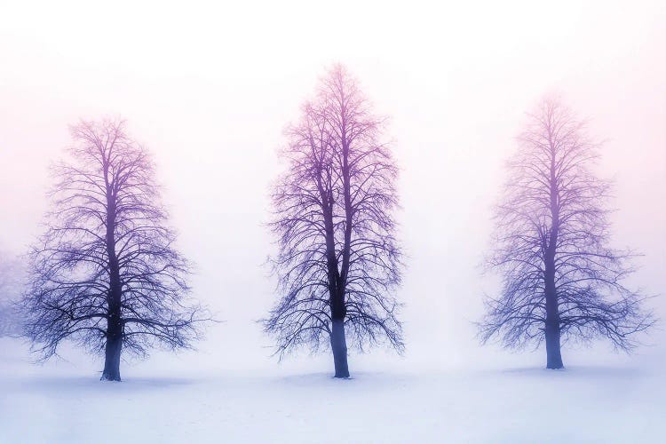 Winter Trees In Fog