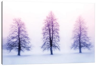 Winter Trees In Fog Canvas Art Print - Mist & Fog Art