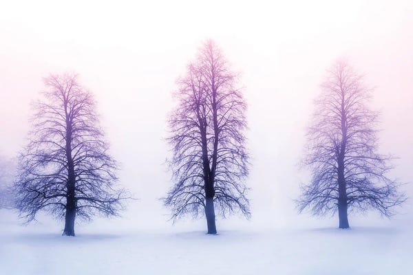 Paul Rommer: Winter Trees In Fog by Paul Rommer