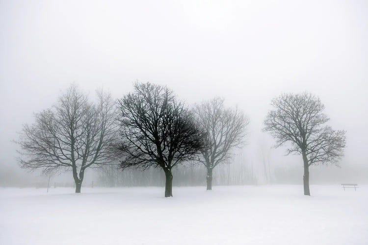 Winter Trees In Fog II