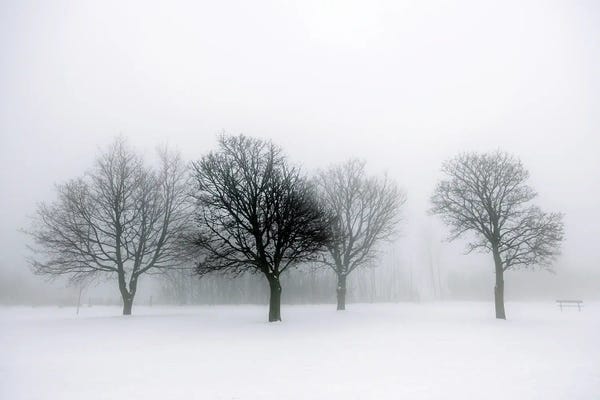 Paul Rommer: Winter Trees In Fog II by Paul Rommer