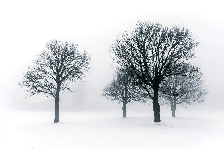 Winter Trees In Fog III