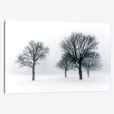 Winter Trees In Fog III Canvas Print #PUR5665} by Paul Rommer Canvas Wall Art