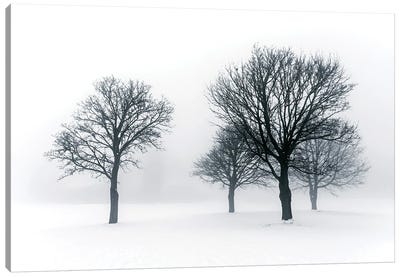 Winter Trees In Fog III Canvas Art Print - Mist & Fog Art