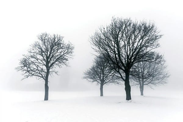 Paul Rommer: Winter Trees In Fog III by Paul Rommer