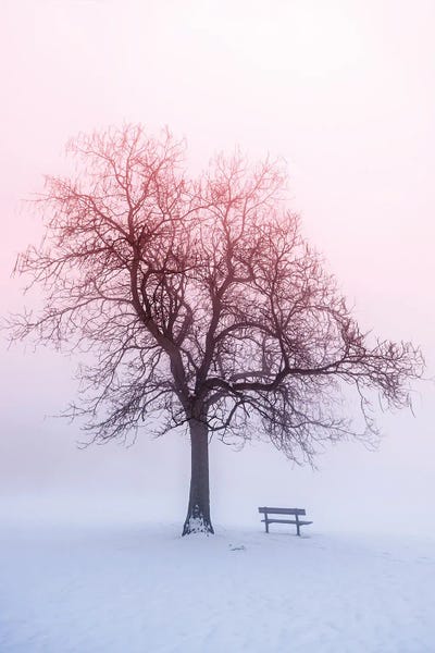 Snowscapes: Winter Trees In Fog IV by Paul Rommer