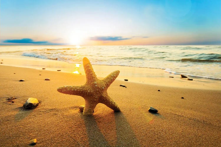 Starfish On The Beach