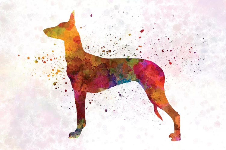 Pharaoh Hound In Watercolor