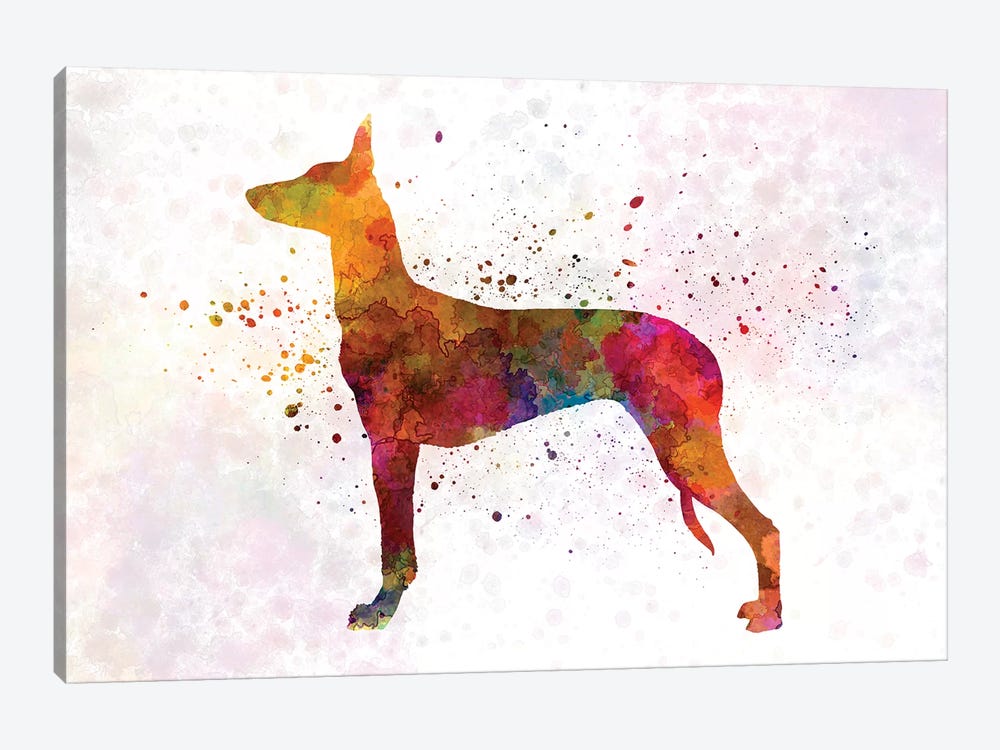 Pharaoh Hound In Watercolor by Paul Rommer 1-piece Canvas Print