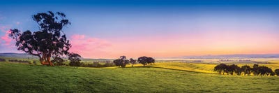 Fresh Field Australia by Paul Rommer multi panel art