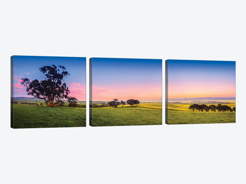 Fresh Field Australia by Paul Rommer 3-piece Canvas Artwork