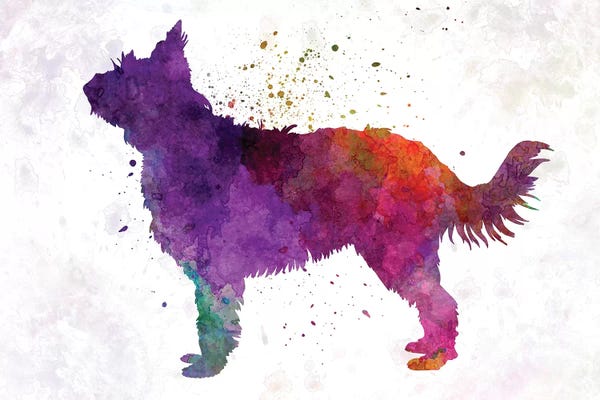 Picardy Sheepdog In Watercolor