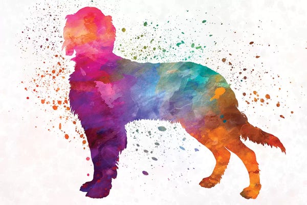 Spaniels: Picardy Spaniel In Watercolor by Paul Rommer