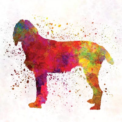 Pudelpointer In Watercolor by Paul Rommer framed canvas print