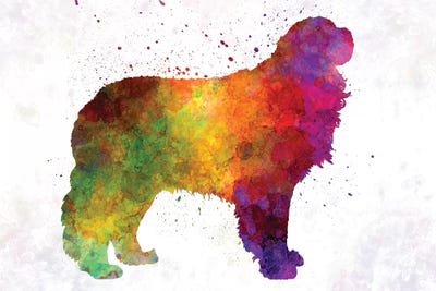 Pyrenean Mastiff In Watercolor by Paul Rommer framed wall art