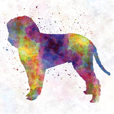 Romagna Water Dog In Watercolor by Paul Rommer canvas print