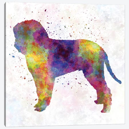 Romagna Water Dog In Watercolor Canvas Print #PUR610} by Paul Rommer Canvas Print