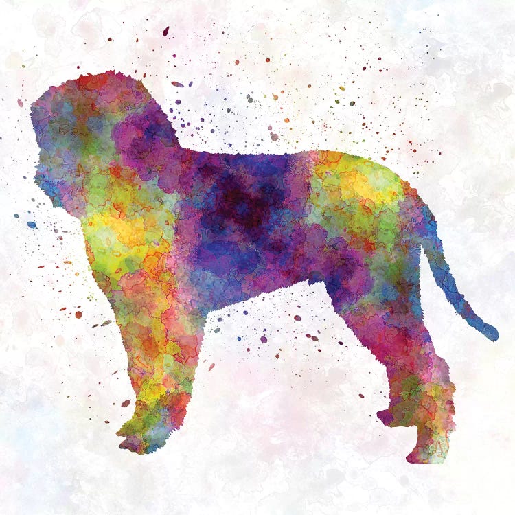 Romagna Water Dog In Watercolor