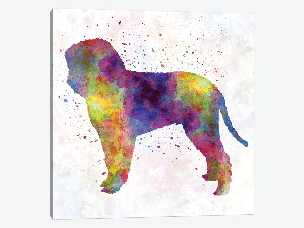 Romagna Water Dog In Watercolor by Paul Rommer 1-piece Canvas Wall Art