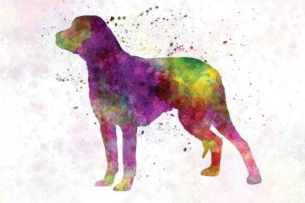 Schillerstovare In Watercolor