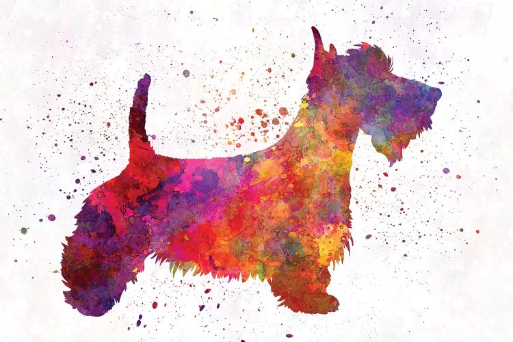 Scottish Terrier In Watercolor by Paul Rommer wall art