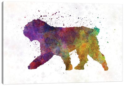 Spanish Water Dog In Watercolor Canvas Art Print - Paul Rommer