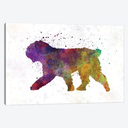Spanish Water Dog In Watercolor Canvas Print #PUR674} by Paul Rommer Canvas Art