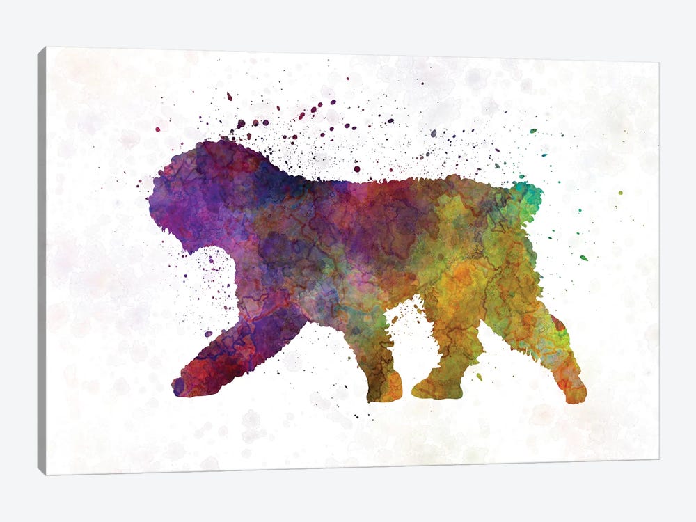 Spanish Water Dog In Watercolor by Paul Rommer 1-piece Canvas Wall Art