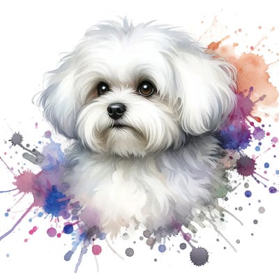 Maltese Bichon In Watercolor III by Paul Rommer canvas print