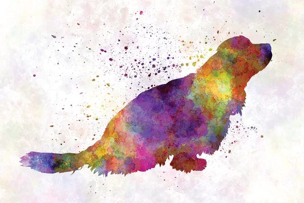 Spaniels: Sussex Spaniel In Watercolor by Paul Rommer