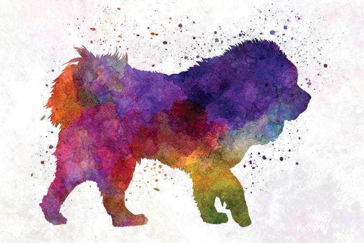 Tibetan Mastiff In Watercolor