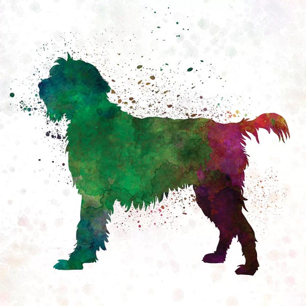 Paul Rommer: Wirehaired Pointing Griffon Korthals In Watercolor by Paul Rommer