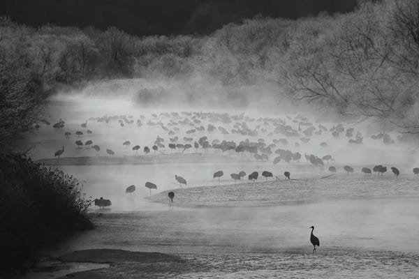 Cranes: Cranes by Pavel Oskin