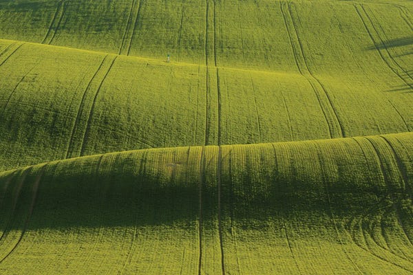Nature Lover: The Carpet by Pavel Oskin