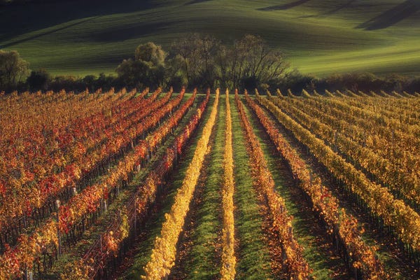 Pavel Oskin: Vineyard by Pavel Oskin