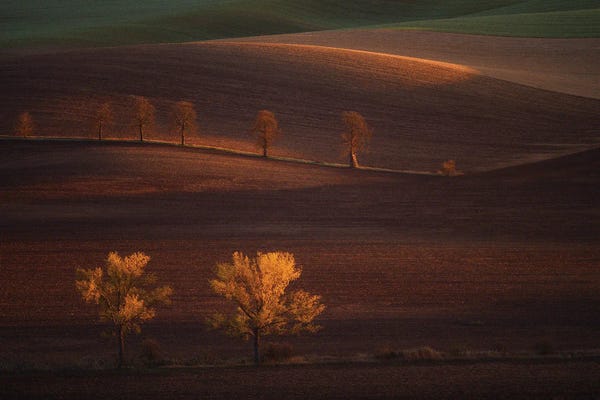 Pavel Oskin: Chestnuts II by Pavel Oskin